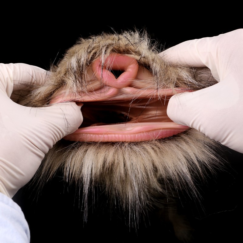 GEEBA Little Donkey Pocket Pussy & Ass Hole Stroker6