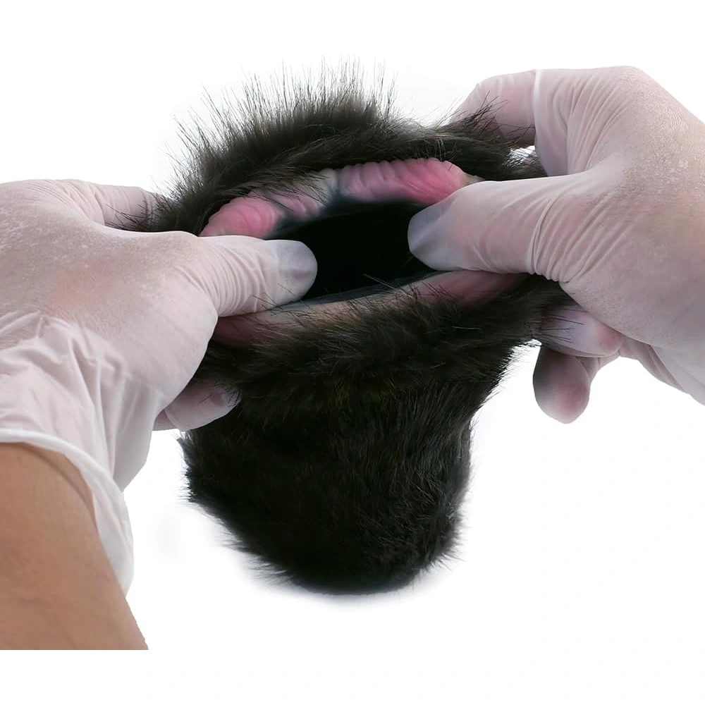 geeba cat male masturbator animal pussy