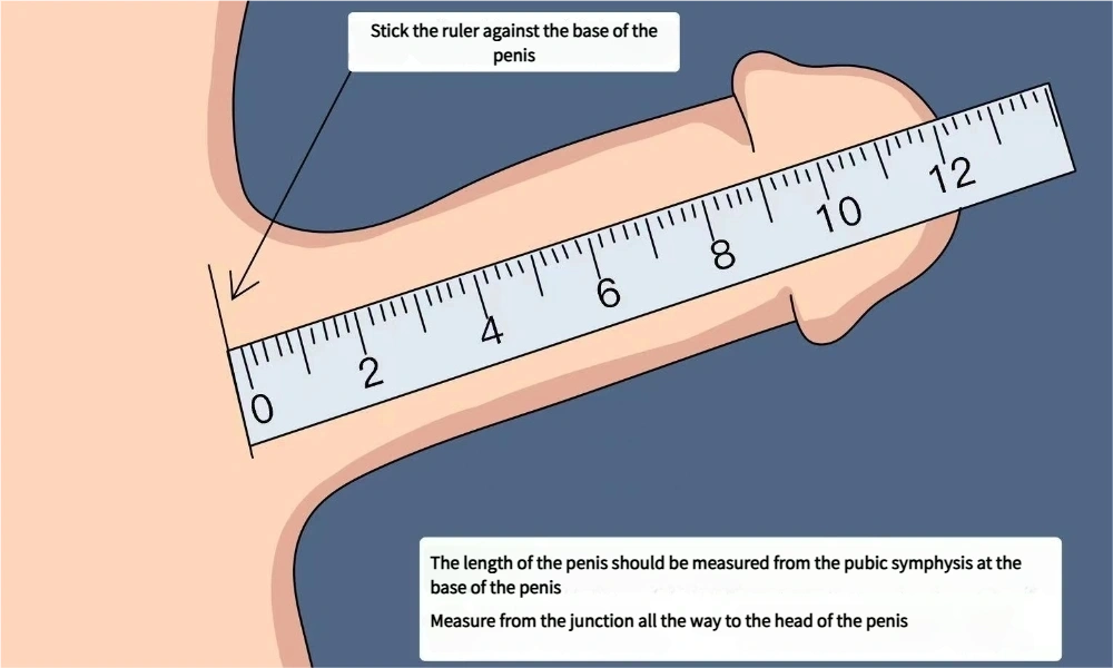 how to measure your penis accurately