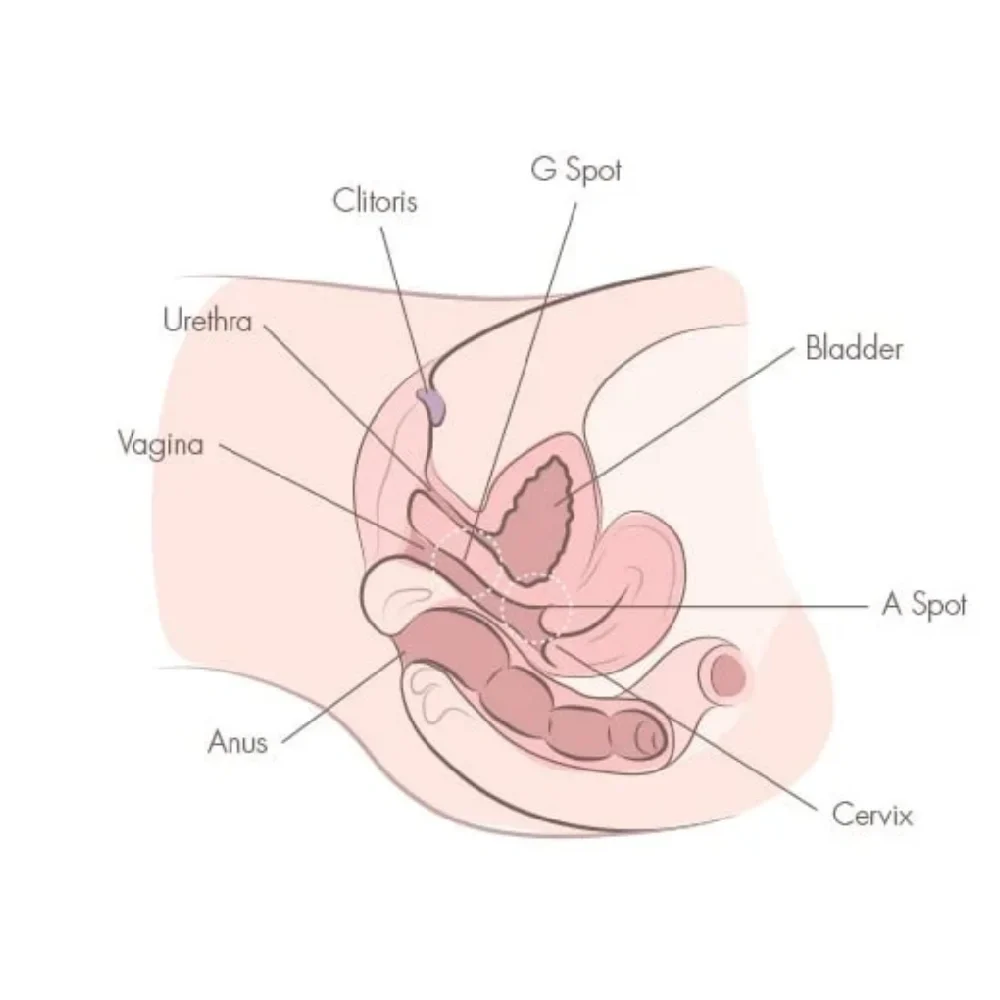 female g-spot and a-spot anatomy guide depth and stimulation tips