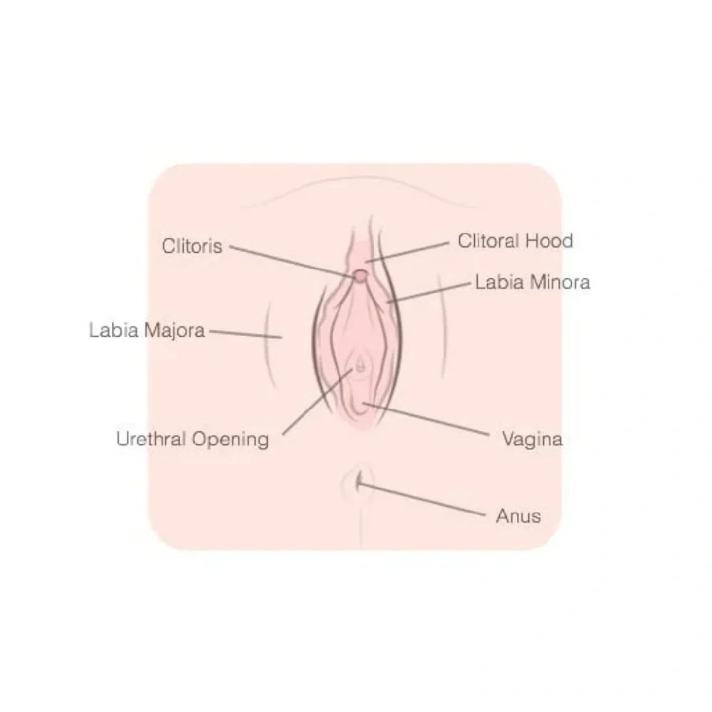 female clitoris anatomy with nerve endings sexual pleasure guide