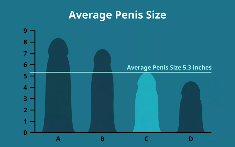 What Is the Average Dick Size?