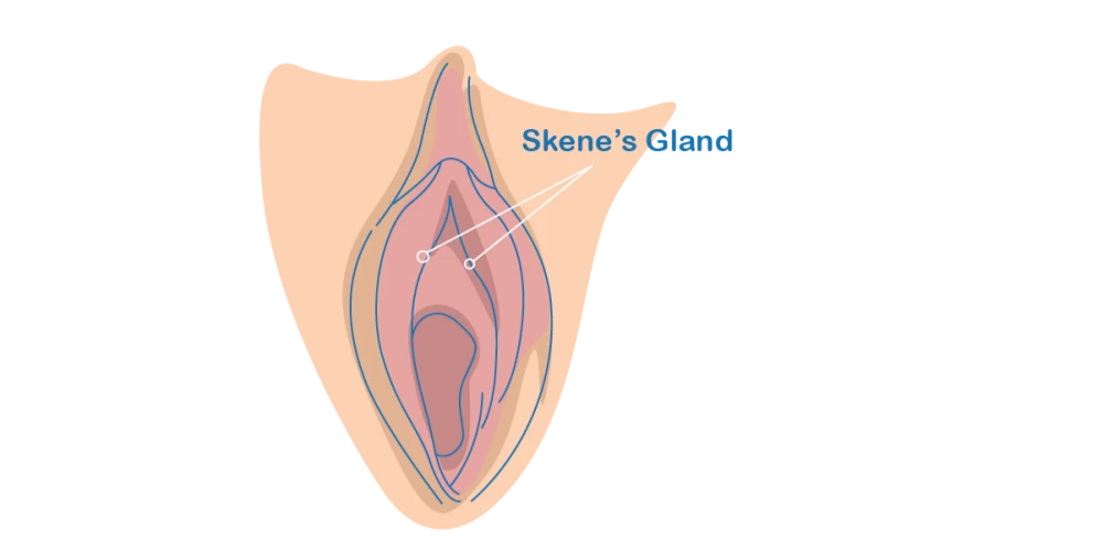 Female Arousal Fluids Explained Vaginal Lubrication and Cervical Mucus
